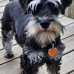 Mia - Miniature Schnauzer