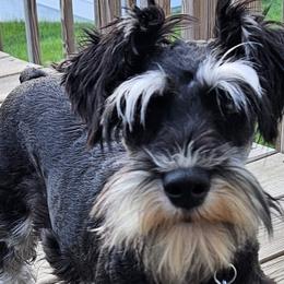 Mia - Miniature Schnauzer