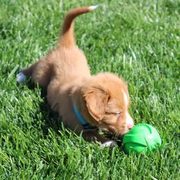 Nova Scotia Duck Tolling Retriever Puppies from Red Hill Tollers