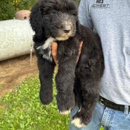 Light pink - Black and white female Sheepadoodle puppy in Eleva, Wisconsin from Molly’s Doodles