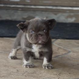 Teddy Ruxpin - Tricolors male French Bulldog puppy in Glendale, Arizona from Frenchiepuphub