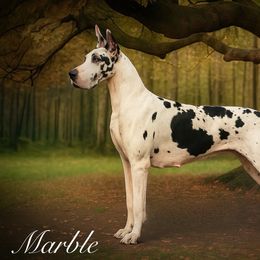 Marble - Great Dane