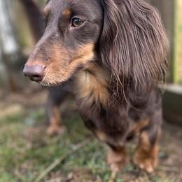 Sam - Dachshund