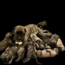 Mastiff Puppies from Eagle Pond Mastiffs