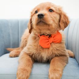 Reeses - Dark golden female Golden Retriever puppy in Elmwood Park, Illinois from Goldens&MiniAussiesWithFinesse