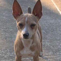 Jinx - Teddy Roosevelt Terrier