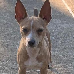 Jinx - Teddy Roosevelt Terrier