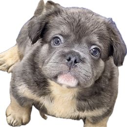 Tobias - Blue male French Bulldog puppy in Delhi, Louisiana from 4T Ranch