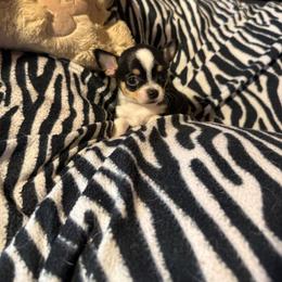 Queen - Black and tan female Chihuahua puppy in Beaumont, Texas from Anastasia’s Tiny Pupps