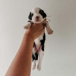 Mara - Black and white female Sheepadoodle puppy in Wabash, Indiana from DOODCompany