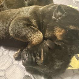 Girl 1 - Black and red female German Shepherd puppy in Carbondale, Kansas from Cunningham German Shepherds, LLC