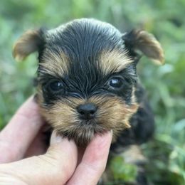 Bella - Black and tan female Yorkshire Terrier puppy in Lebanon, Kentucky from Mosaic Merle Doodles