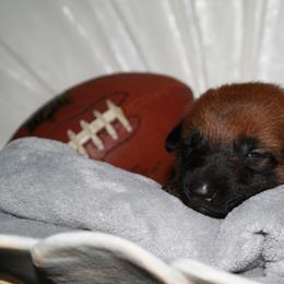 Belgian Malinois Puppies from Pyrex Kennels