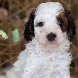 Donald - Parti male Poodle puppy in Yuciapa, California from AlltheDoodlez_