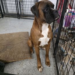 Rocky - Brindle male Boxer puppy in Evans, Georgia from Kimberly's Boxers