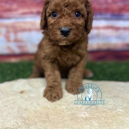 White Boy - Red male Australian Labradoodle puppy in Waxahachie, Texas from Dallas Labradoodles