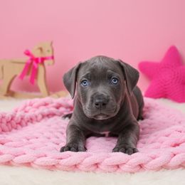 Banshee - Gray brindle female Cane Corso puppy in Hampstead, New Hampshire from Durgin Hollow