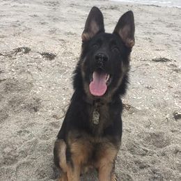 max - German Shepherd