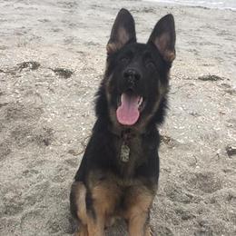max - German Shepherd