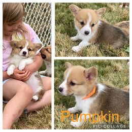 Pembroke Welsh Corgi Puppies from Morgan Corgis