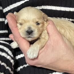 Girl 1 - Red female Havanese puppy in Congerville, Illinois from Happy Go Lucky Havanese