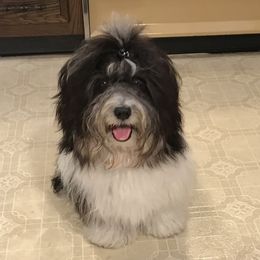 Havanese and Irish Setters from Eileen McDonald