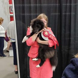 Shetland Sheepdog Puppies from Alinost