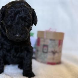 Double Doodle Puppies from Southern Sunshine Doodles