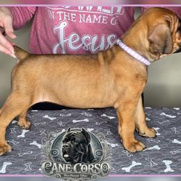 Freya - Red female Cane Corso puppy in Warren, Ohio from Northeast Ohio Cane Corso