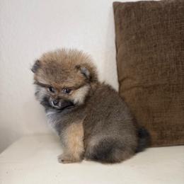 Milo - Orange sable male Pomeranian puppy in Phoenix, Arizona from Luxpomz