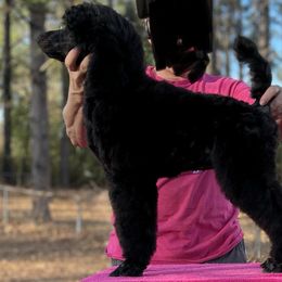 Blue girl - Poodle puppy in Natchez, Mississippi from Parkview Miniature Poodles