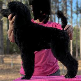 Blue girl - Poodle puppy in Natchez, Mississippi from Parkview Miniature Poodles