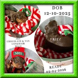 Fritz - Chocolate and tan male Dachshund puppy in Whitesboro, Texas from Joanie's Tickled Pink Puppies