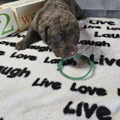 Boy 4 "Green" - Chesapeake Bay Retriever puppy from Creekside Chesapeakes