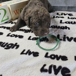 Boy 4 "Green" - Chesapeake Bay Retriever puppy from Creekside Chesapeakes