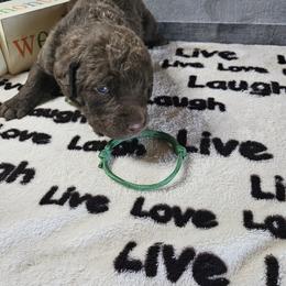 Boy 4 "Green" - Chesapeake Bay Retriever puppy from Creekside Chesapeakes