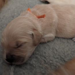 Golden Retriever Puppies from Goldens of Heritage Oaks