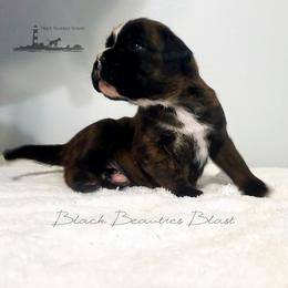 Black Beauties Blast - Brindle male Boxer puppy in Elizabeth City, North Carolina from Black Beauties Boxers