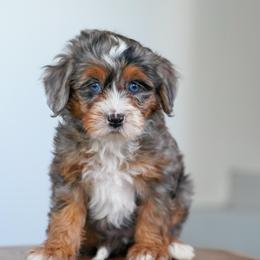 Quincy - Merle female Bernedoodle puppy in Dundee, Ohio from Down Home Doodle