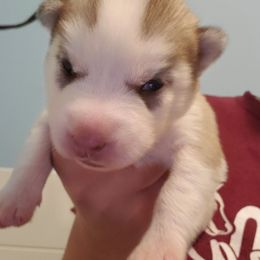 Jewel - Red and white female Siberian Husky puppy in Elk River, Minnesota from Naturez Siberians