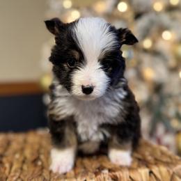 Jax - Black tri male Miniature American Shepherd puppy in Ash Grove, Missouri from 3 Barrels Farms, LLC