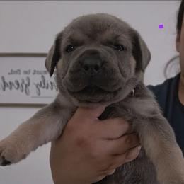 FEMALE - Gray and fawn female Cane Corso puppy in Lake Elsinore, California from CRUCIAL CANE CORSOS