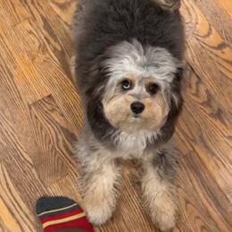 Aussiedoodle and Bernedoodle Puppies from Steindoodles