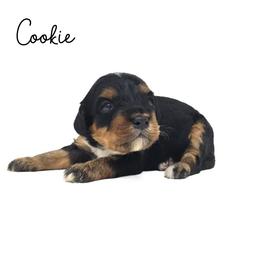 Cookie - Tri-color female Bernedoodle puppy in Crawfordsville, Indiana from Winding Creek Ranch Doodles