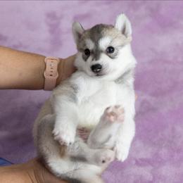 Twinkle - Gray and white female Siberian Husky puppy in North Miami, Florida from Kardrovi Siberians
