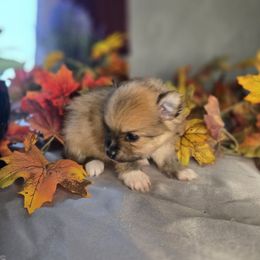 Sable - Orange sable female Pomeranian puppy in Newport News, Virginia from Itty bitty friends