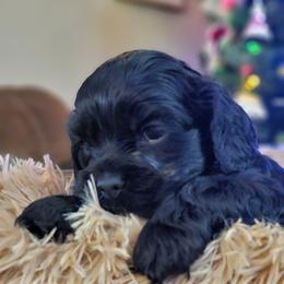 Dasher - Black male Cocker Spaniel puppy in Bonneville County, Idaho from Dream Catcher Cockers