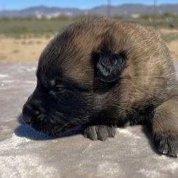 Blue-3 weeks old - Fawn male Belgian Malinois puppy in Golden Valley, Arizona from Desert Wind Kennels