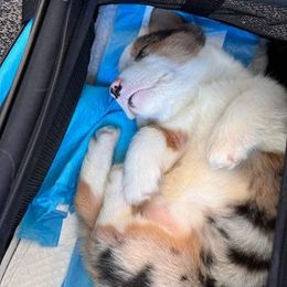 American Corgi and Pembroke Welsh Corgi Puppies from Boba Tea Corgis