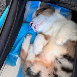 American Corgi and Pembroke Welsh Corgi Puppies from Boba Tea Corgis